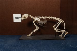 Image description is not available for 1983.31.1